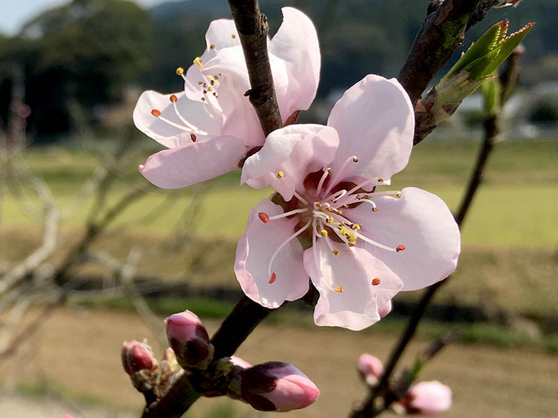 桜