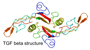 TGF-β